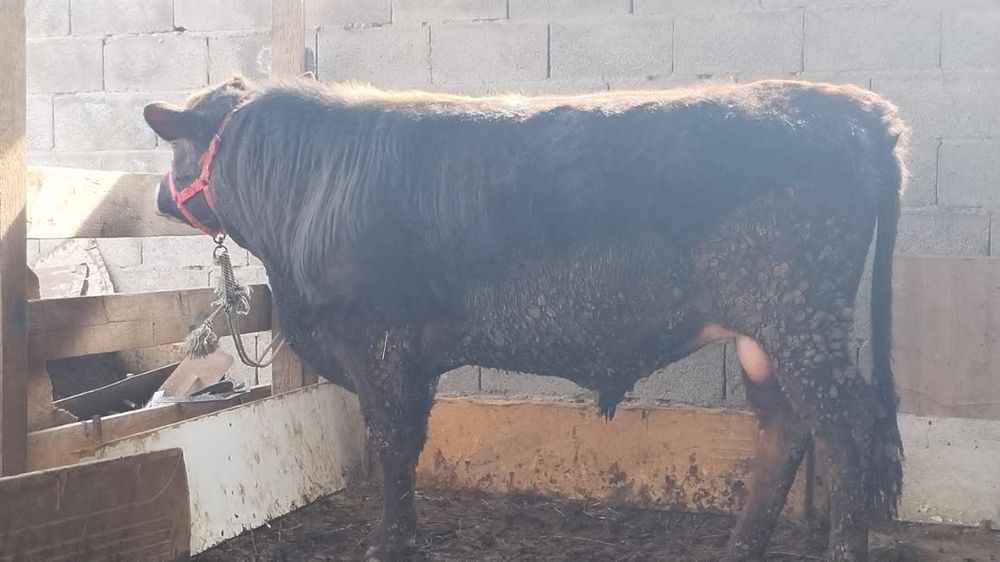 Бұқа сатамыз семіз