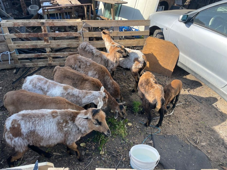 4 Oi si 2 berbecuti de Camerun