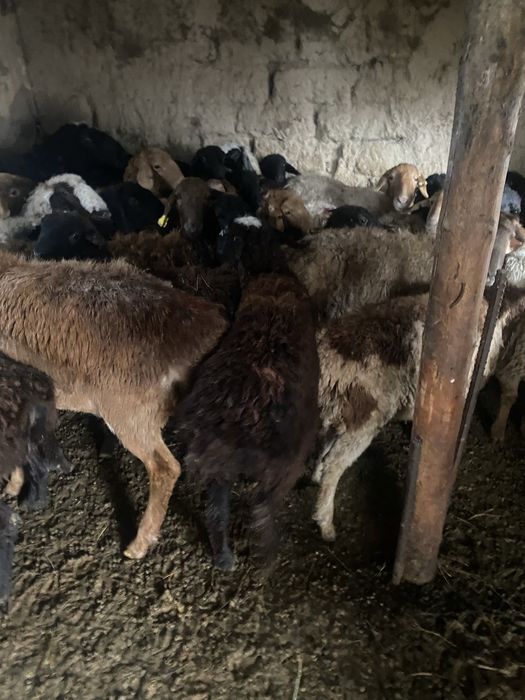 Семіз жемде тұрған тоқтылар