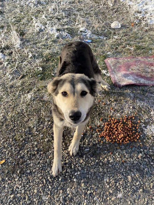 Собака щенок пес ищем дом