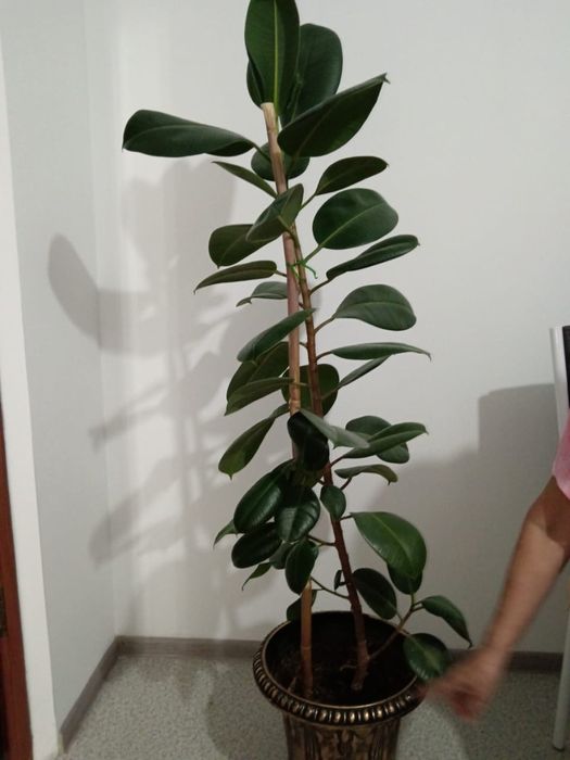 Продам фикус. Высота 1.50.