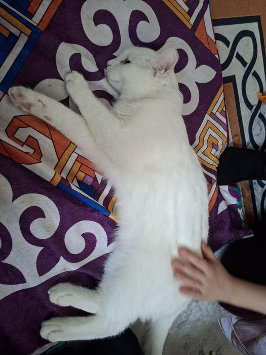 Хорошая кошка играет