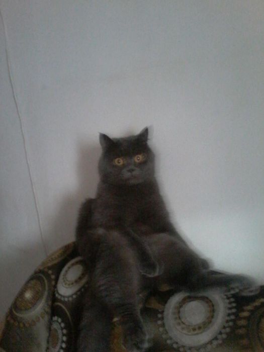 Отдам даром котят