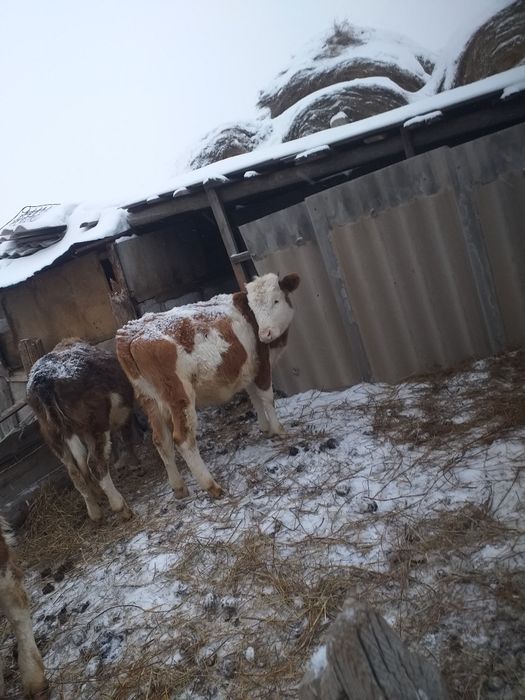 Продам телачку 300000торг есть срочно