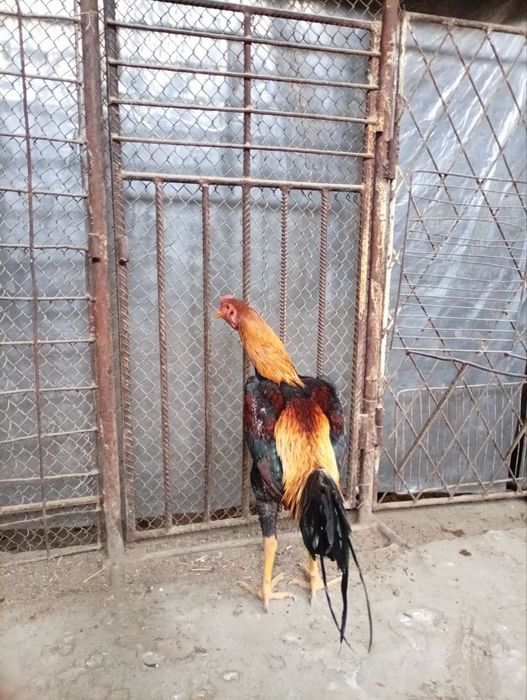 Жужа хуроз сотилади