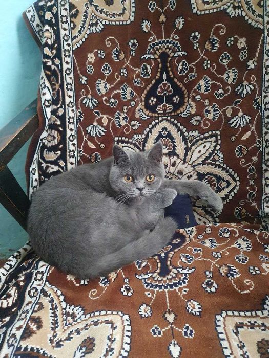 Передержка домашних питомцев!