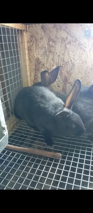 Куён боллари сотилади.