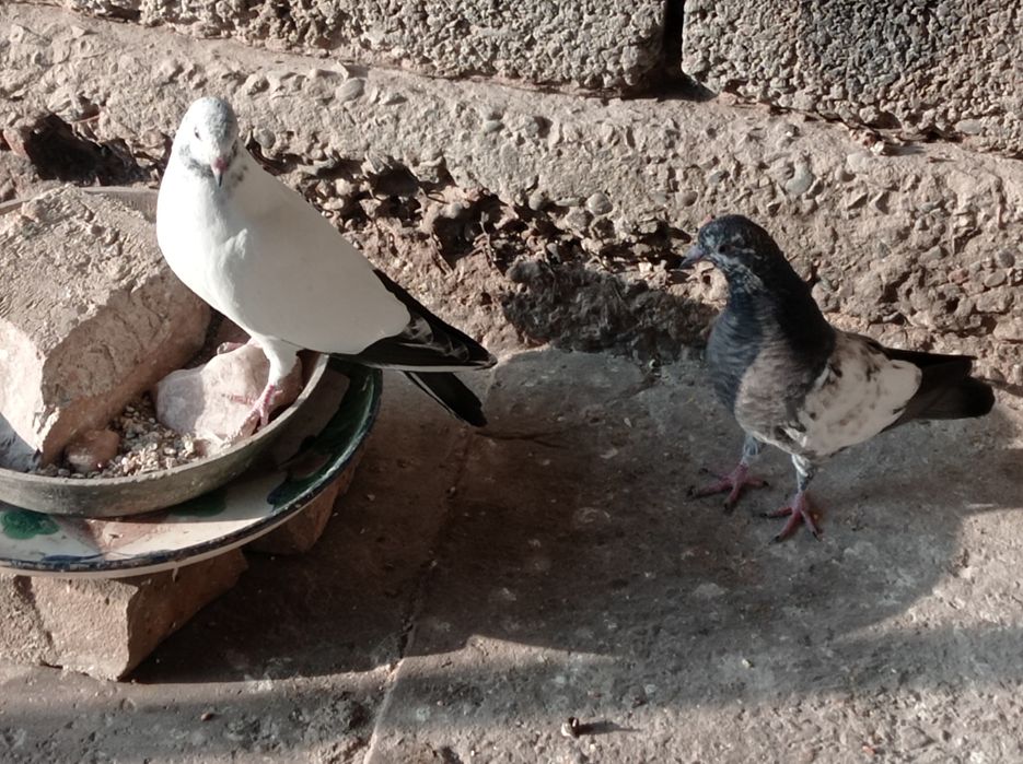 Продаются молодые голуби