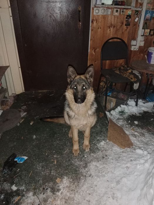 Немецкая овчарка