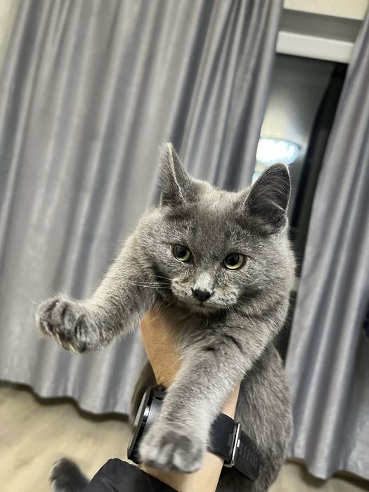 Отдам кошку бесплатно