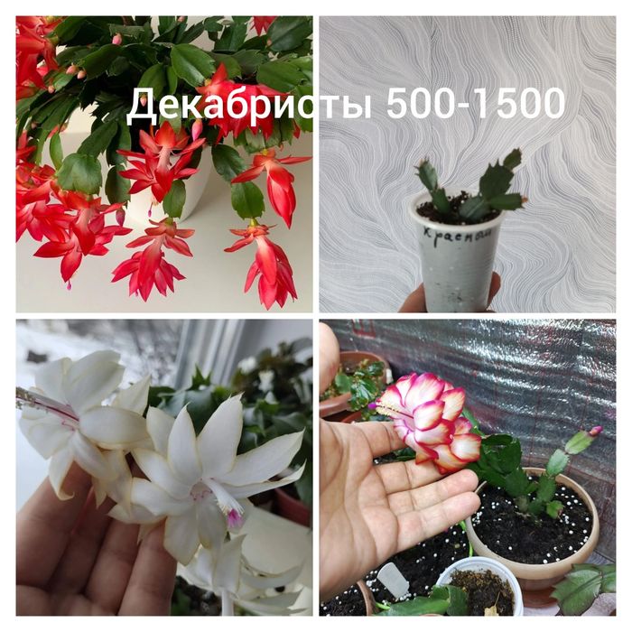 Продажа растений.