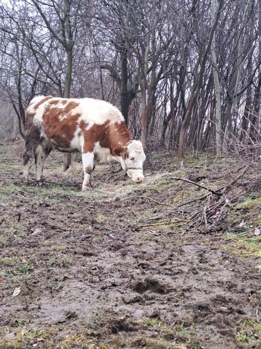 De vânzare o vacă la 2 fătare gestantă de 7 luni