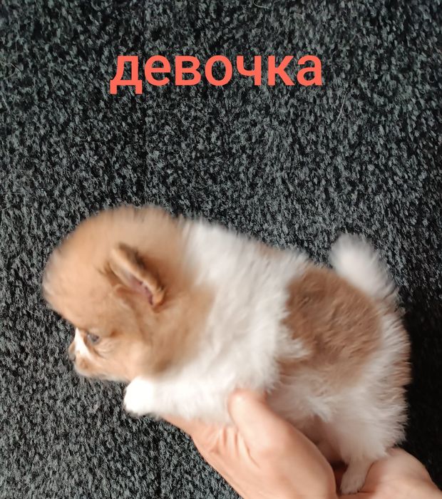 Большой выбор щенков в памеранском типе