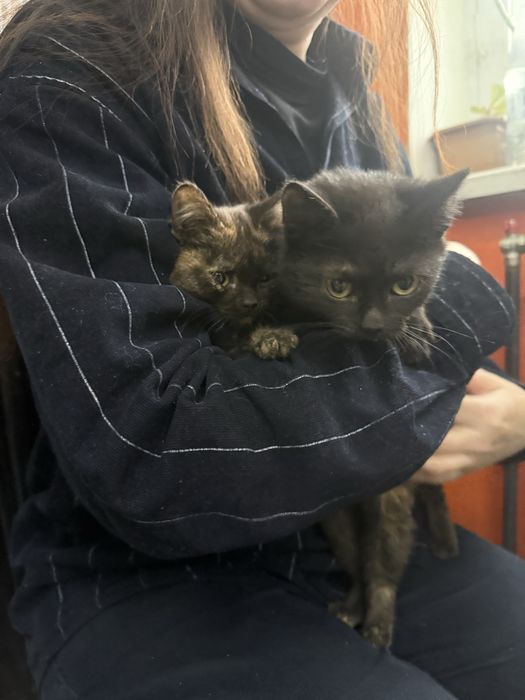 Кошечки-сестрички