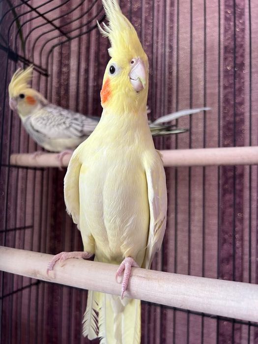 Домашний две попугай друзя