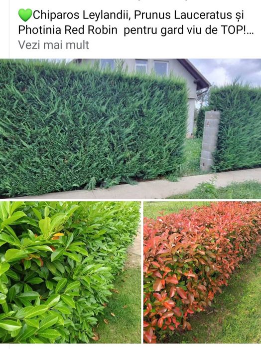 Prunus Laur Englezesc,  Photinia Gard viu