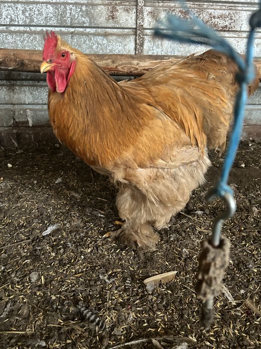 Cocos cochinchina galben urias