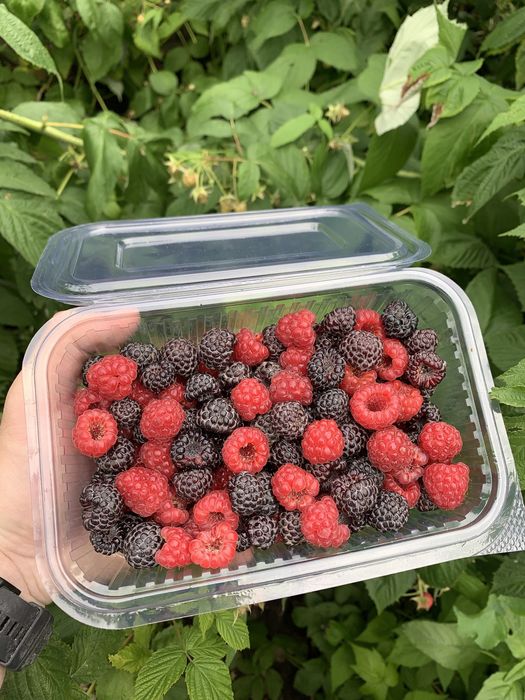 Zmeură neagră (Black Jewel)