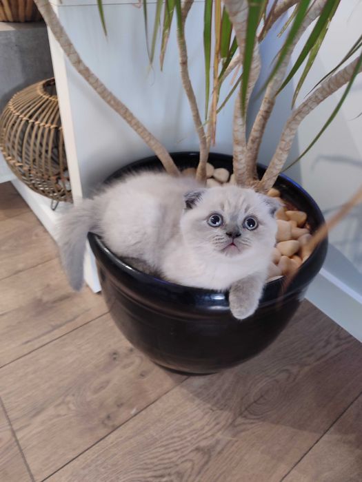 Клепоухо момченце