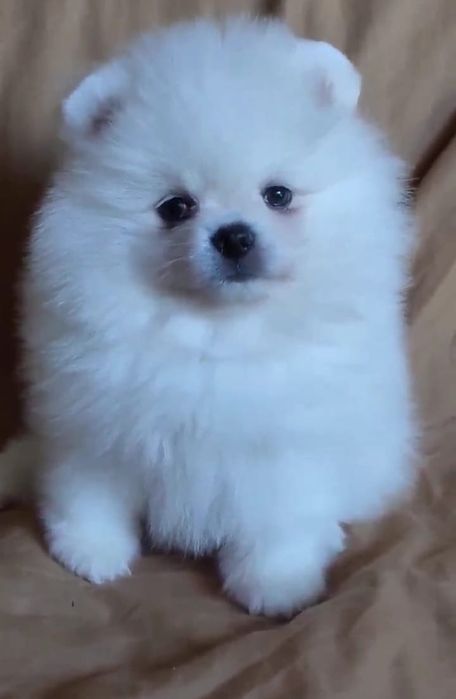 Шпицы мини мальчики и девочки