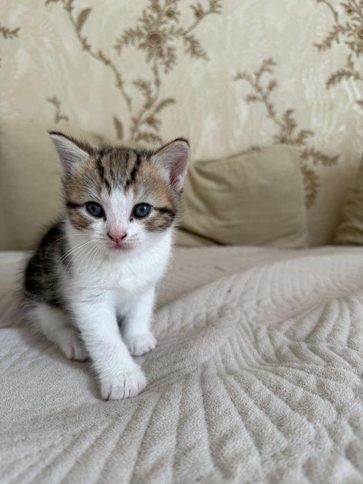 Продам котят.
