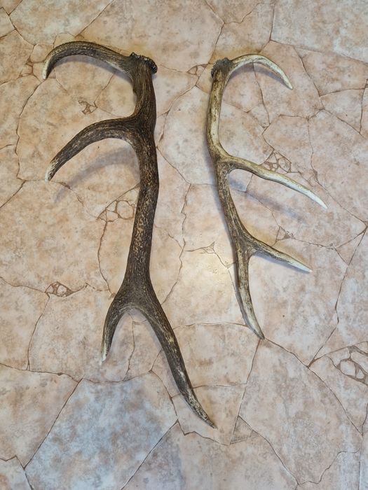 Рога от елен     .