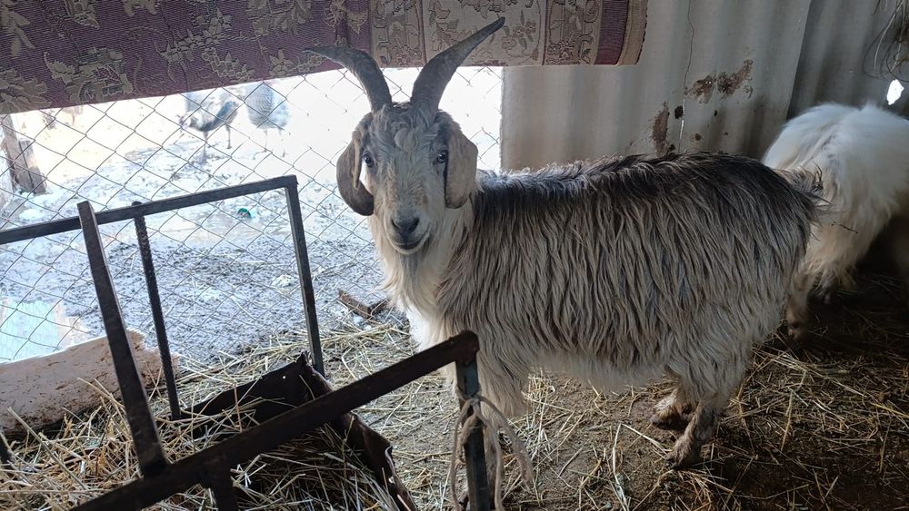 Продоются козы и козлята