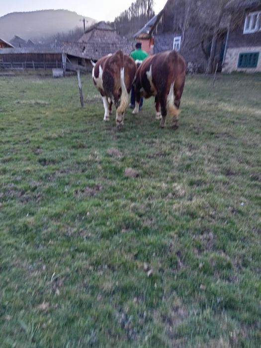 Boi de vânzare buni