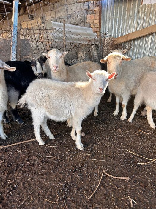 Ешкілер сүттікөп