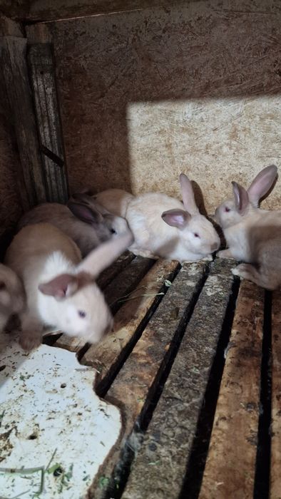 Iepuri Hycole si Secuiești vârsta 2 luni.