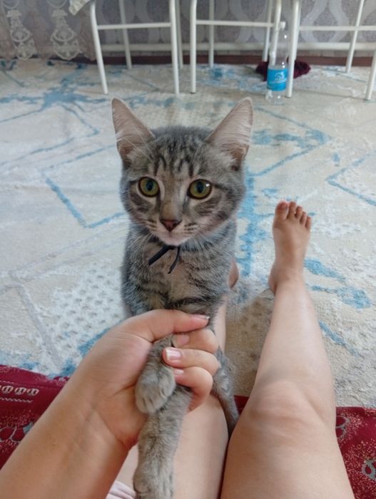Бесплатно, отдам котенка
