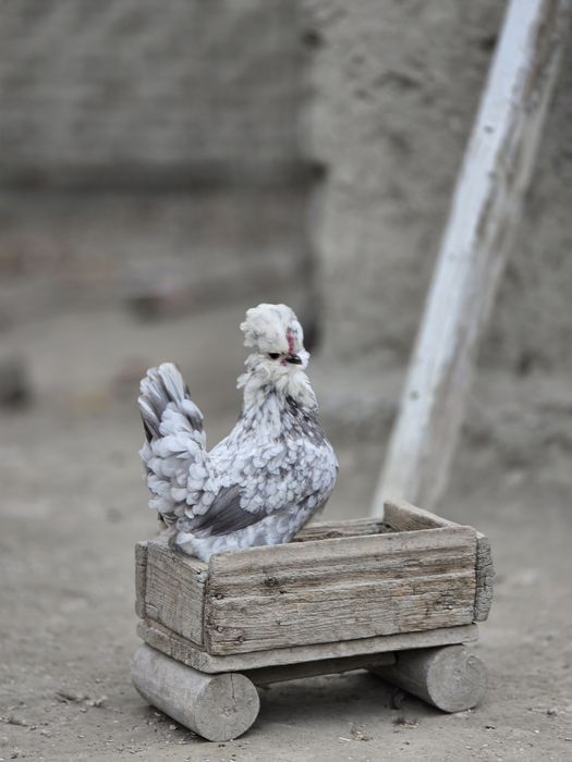 Yapon xoʻroz. Qiziquvchilar uchun. Arzon narxlarda