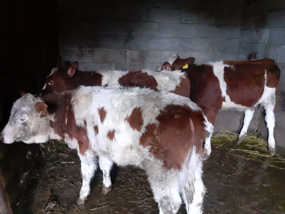 Vand 3 vitei baltatii