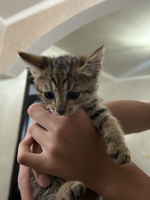 отдам котят в добрые руки