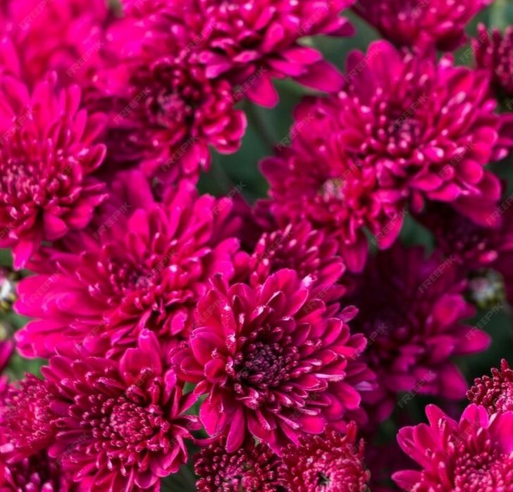 Хризантема мультифлора и корейская