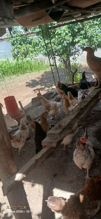 Домашний тухум. Жойдори товуклар. Курк товук хам бор тухуми