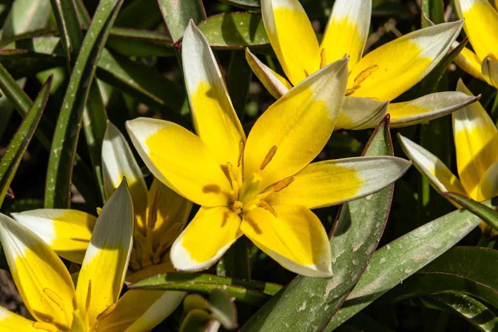 Продаются цветы . Находятся в Аксае ЗКО