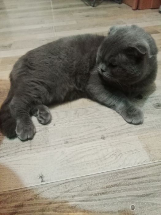 Продается кошка веслоухая.Цена 300$.Договоримся