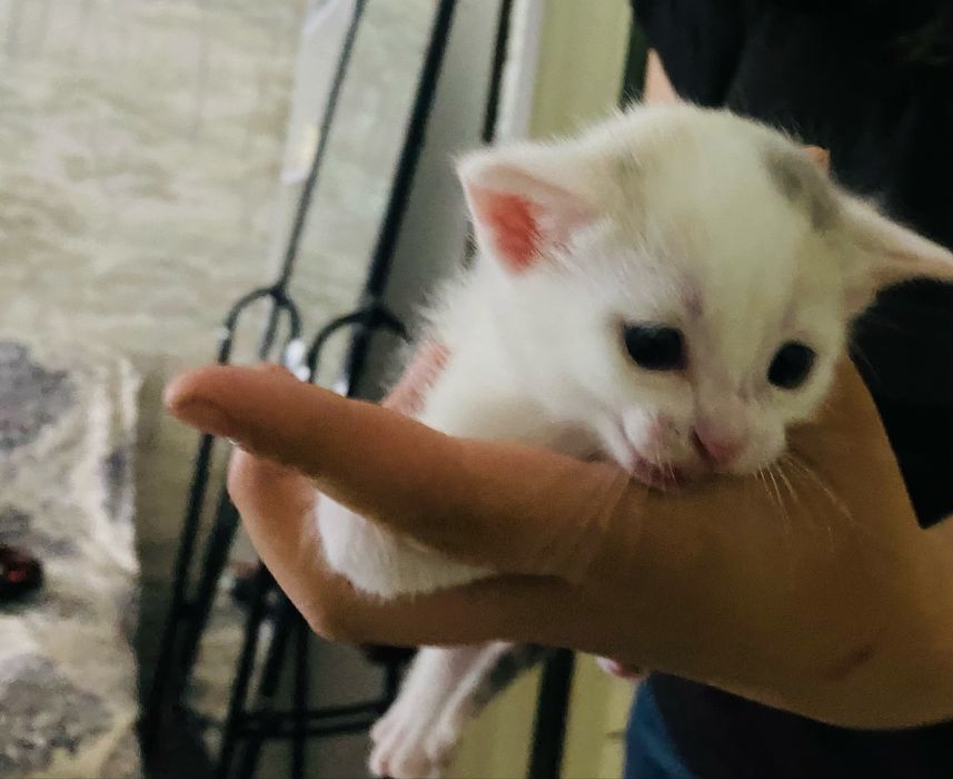 котенок маленький