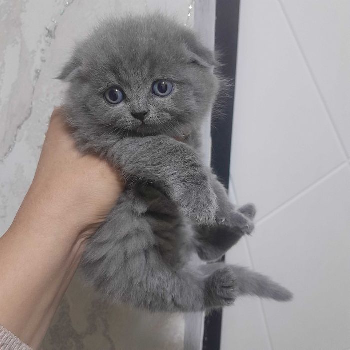 Skotish fold mushukchalar