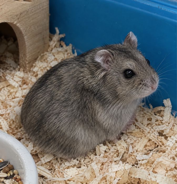 Hamsteri Roborovski/pitici originali de vanzare