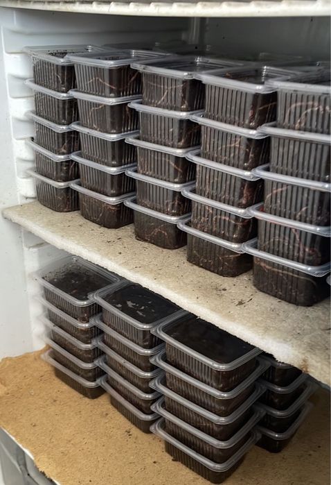 Черви Курт Черви Курт