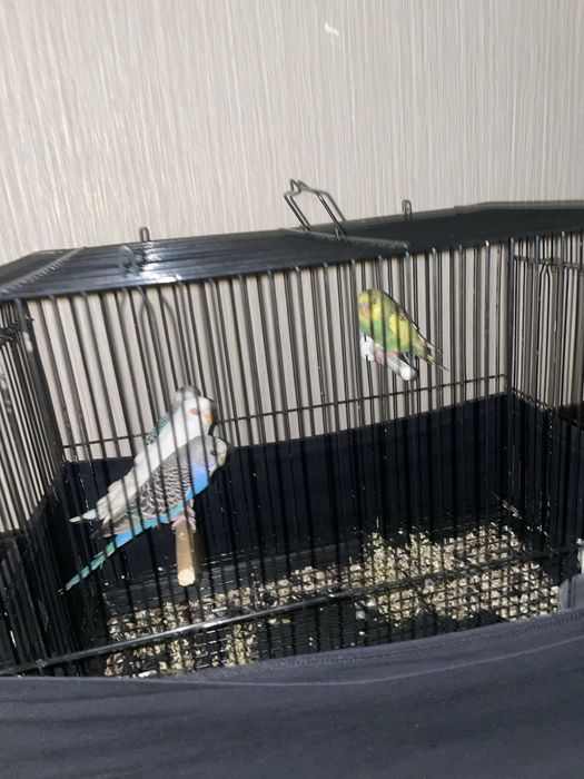 valnisti maladoy 4 ta