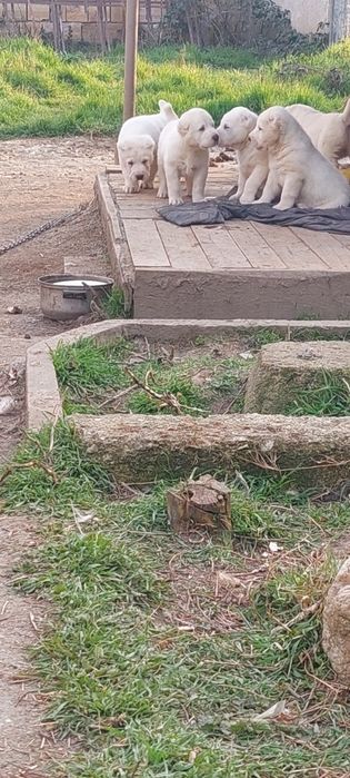 Алабайчета 1 мъжко и 2 женски свободни