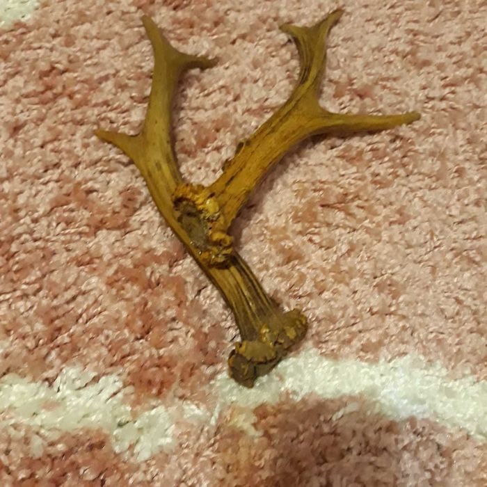 Еленови     Рога