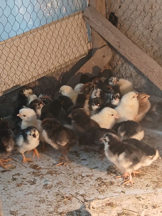 Жужа жойдори арзон нархда