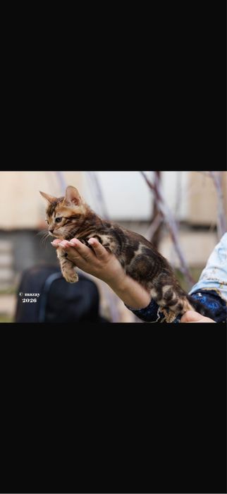 Бенгальская кошка премиум класса !!!