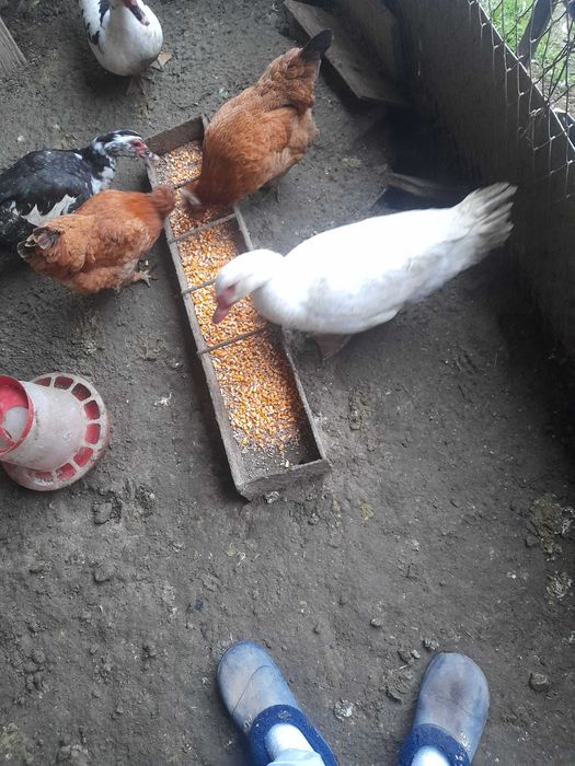 Vand rate sau schimb cu gaini