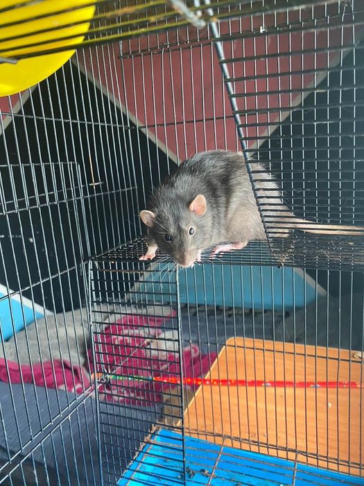 Отдам крыс в добрые руки