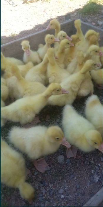 Продам гусят линда и крупная серая